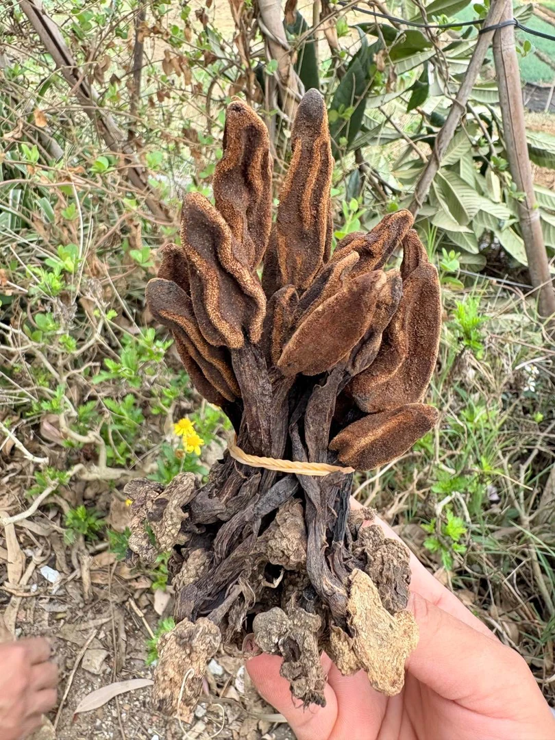 云南文山特产文一支笔