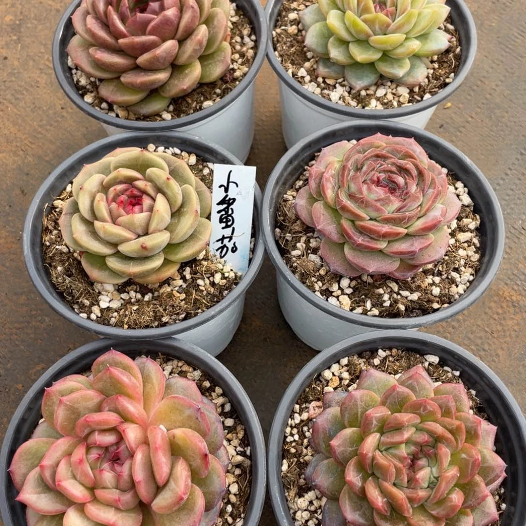 小**?姐姐说她真的不