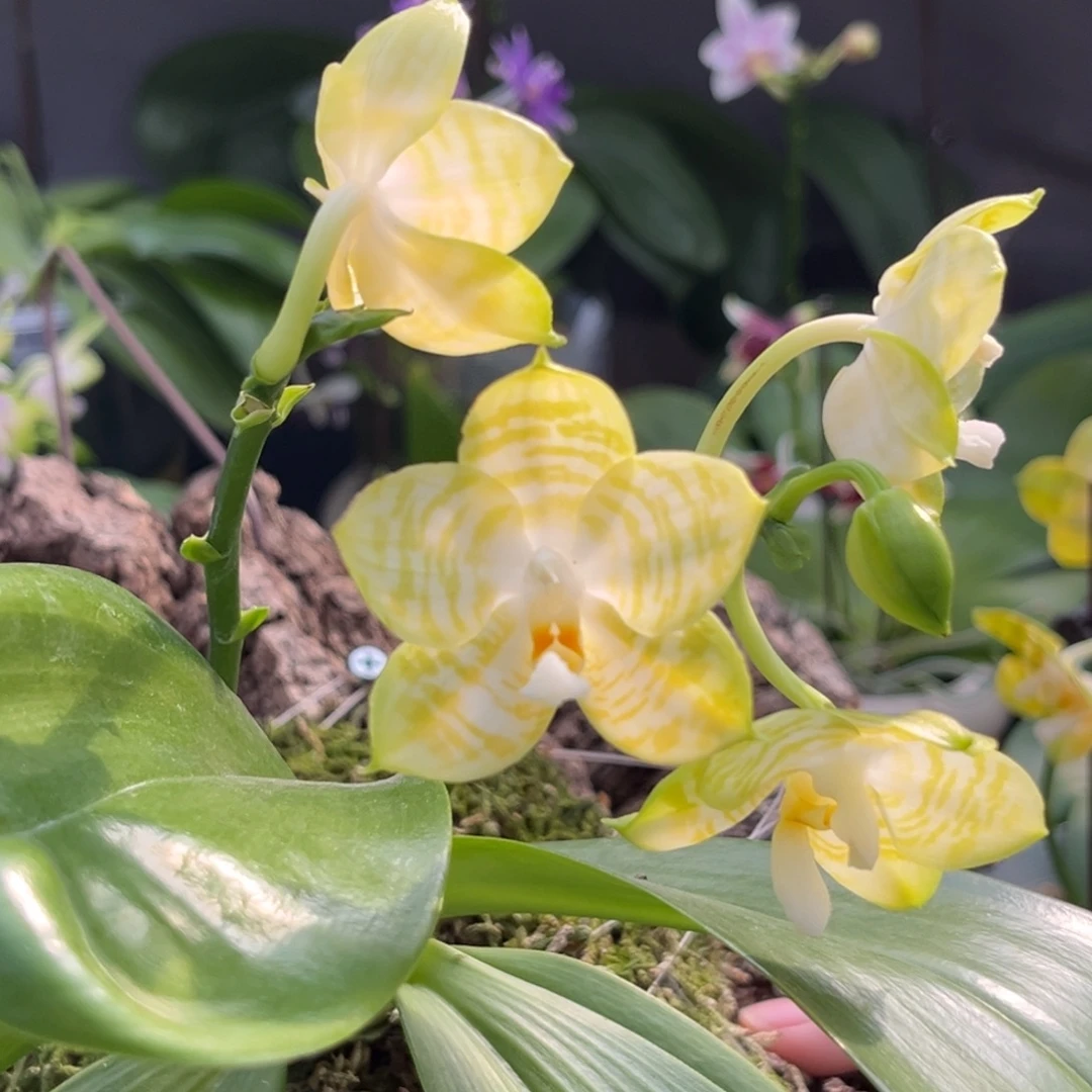 完全开放板值弥陀白老虎开花株