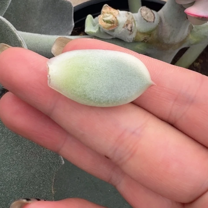 皮蛋叶片一物一拍