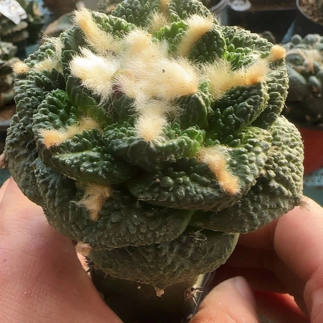 龟甲199仙人球开花