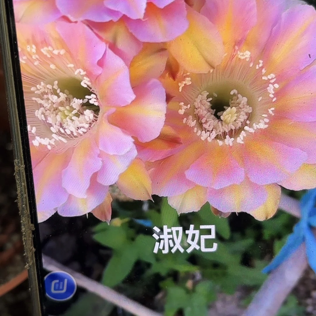 淑妃有根五公分以上