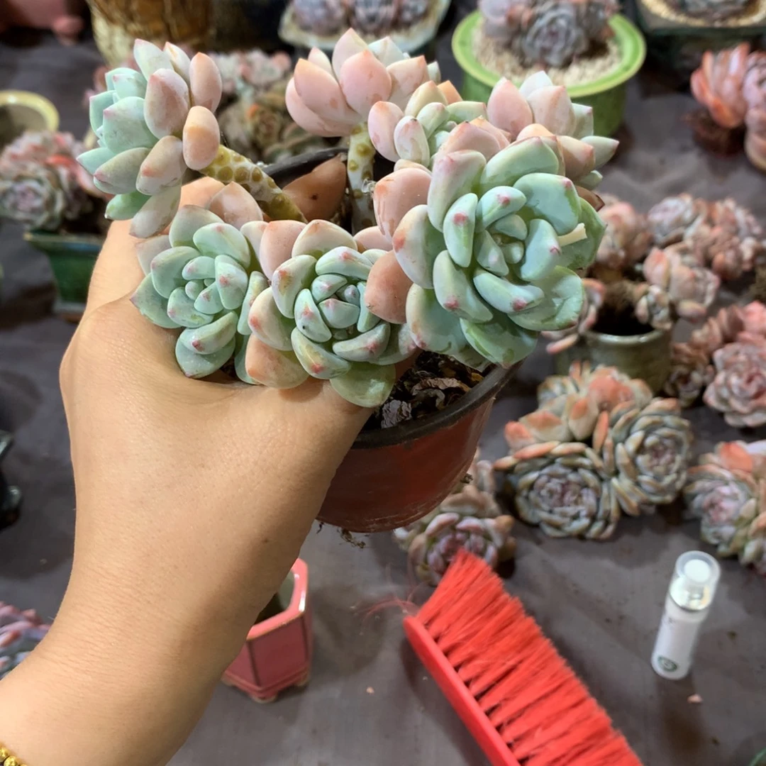 以***後哈哈哈哈哈哈哈哈哈哈