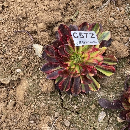 572莫兰迪多肉植物