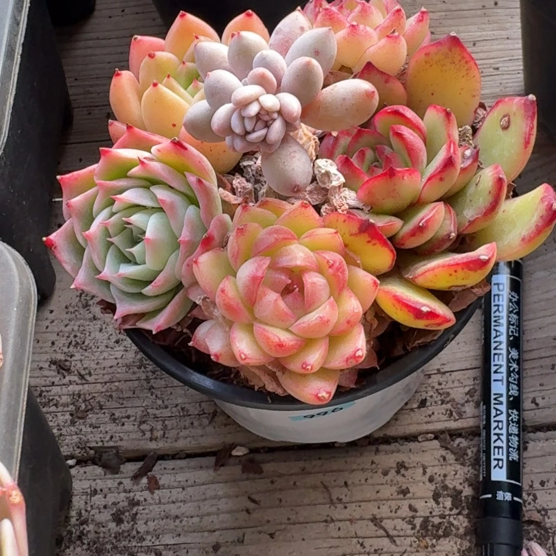 小***吱一物一拍编号 996