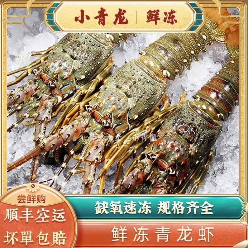 【顺丰空运】深海野生青龙虾新鲜活冻生猛海鲜2-5斤装0.3-1斤/只