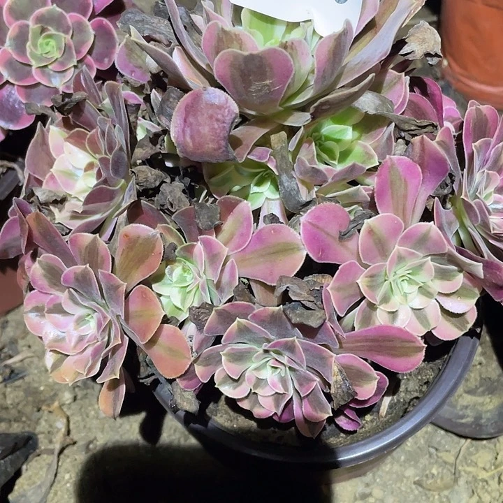 多肉植物法师450美杜莎