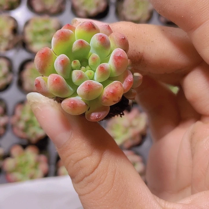 2精品蓝苹果2颗一组