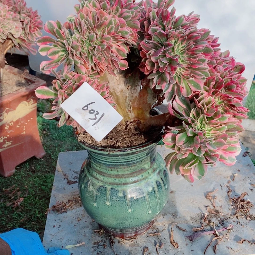 完全开放微瑕6031号粉女巫缀化1颗