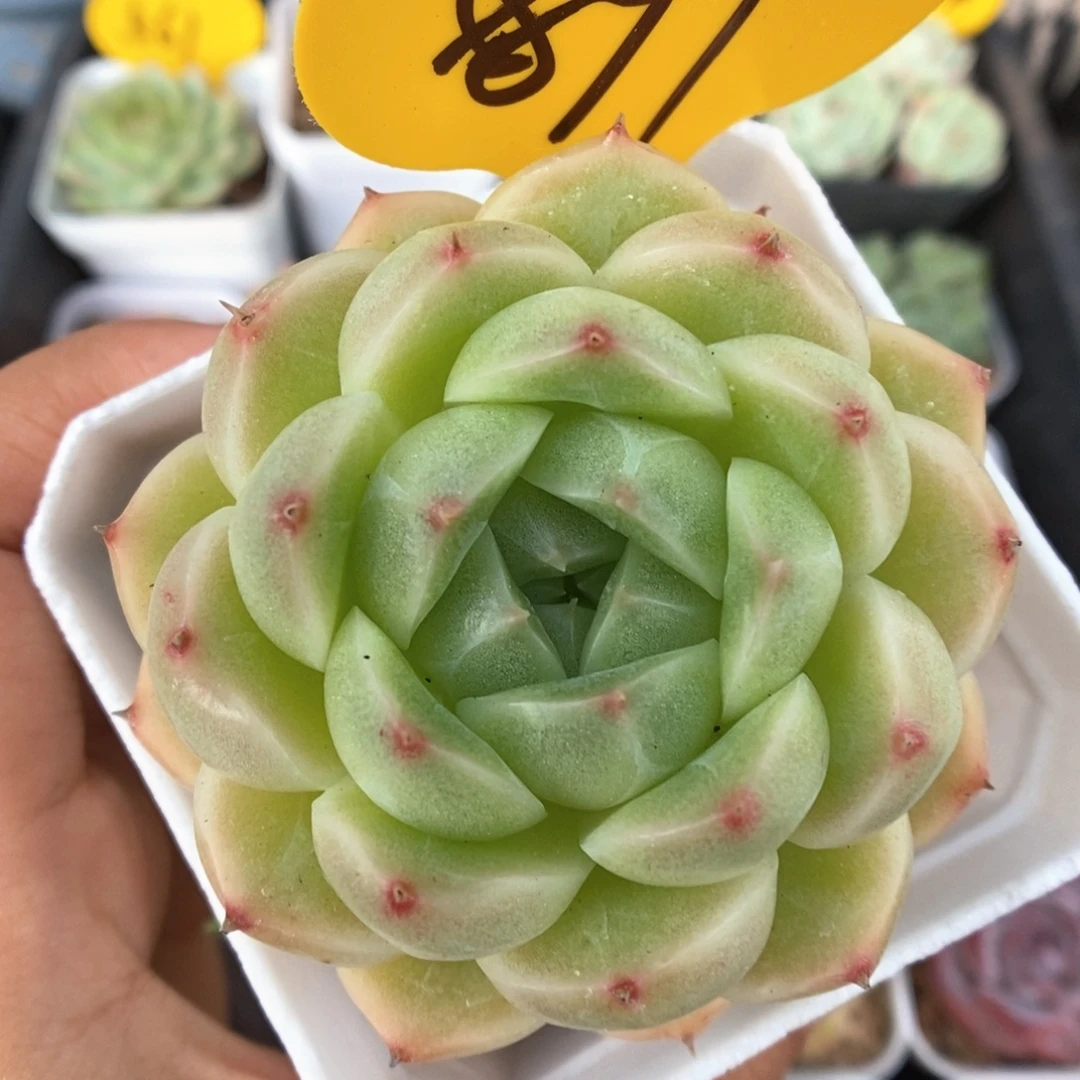 油透麦秆可拍897号。