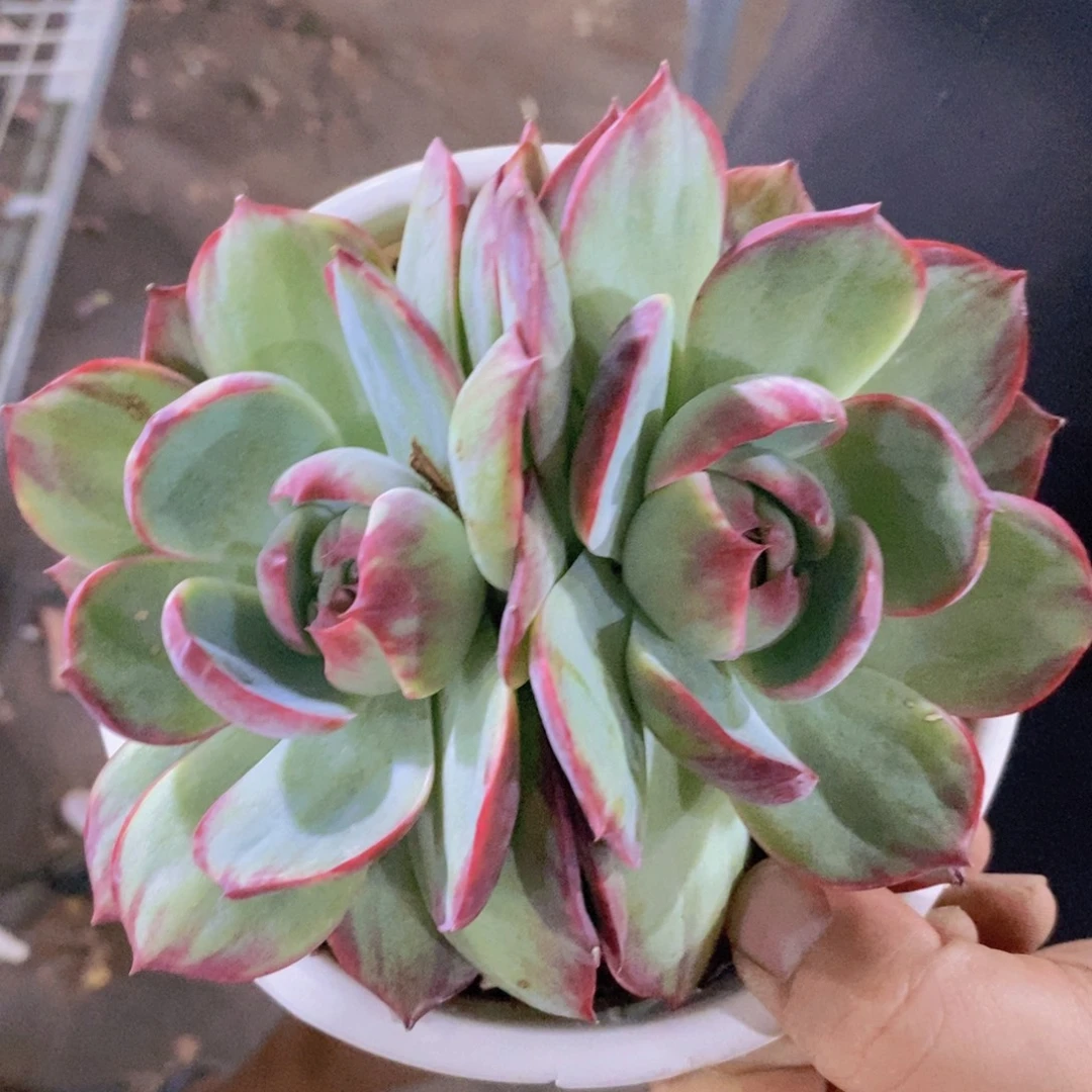 惊鸿仙子双头起发