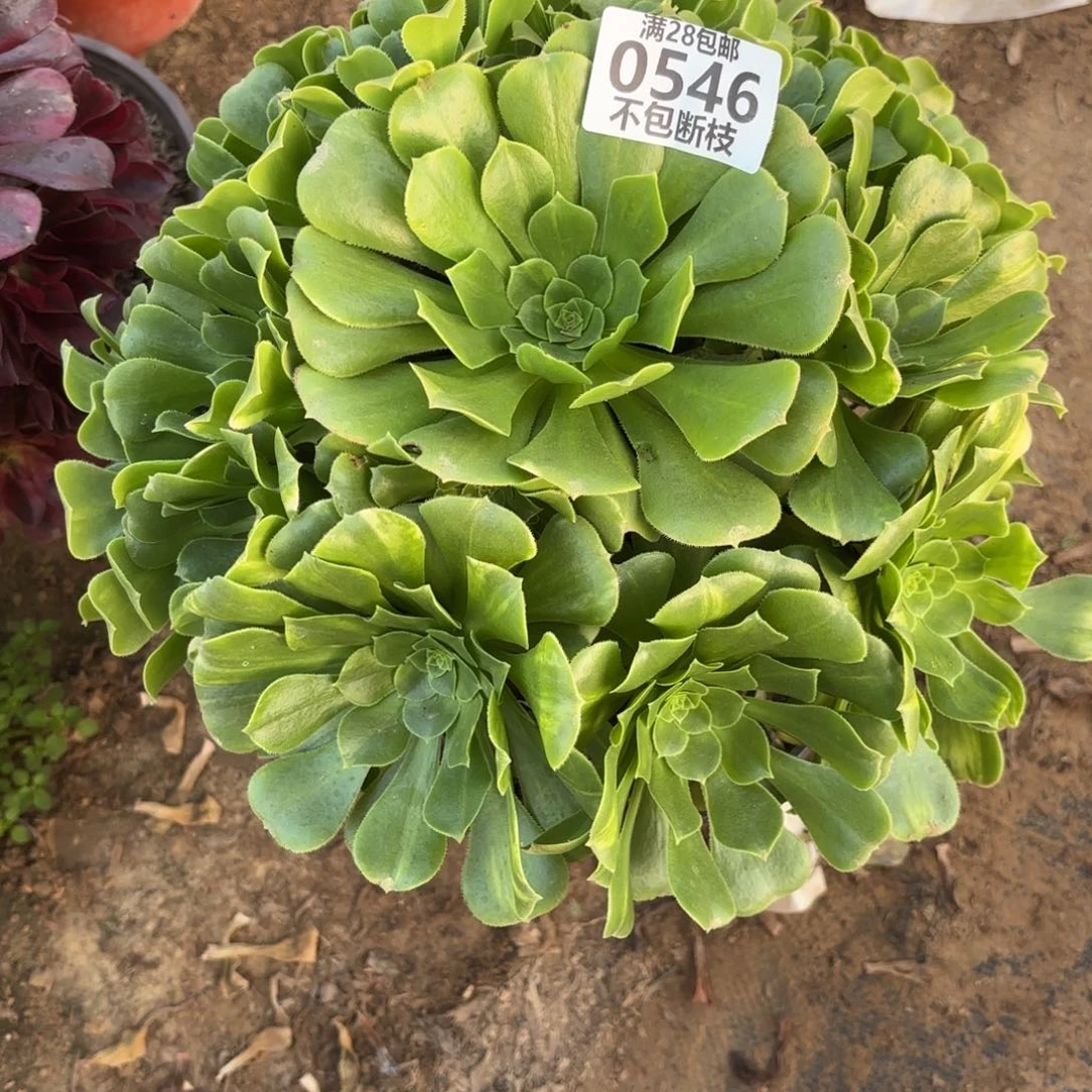 M. 546绿杨蓉多肉。ade