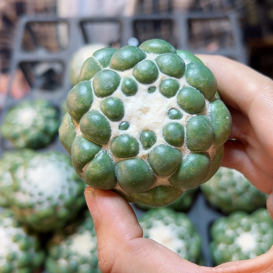 蜘蛛眼无根6公分1颗