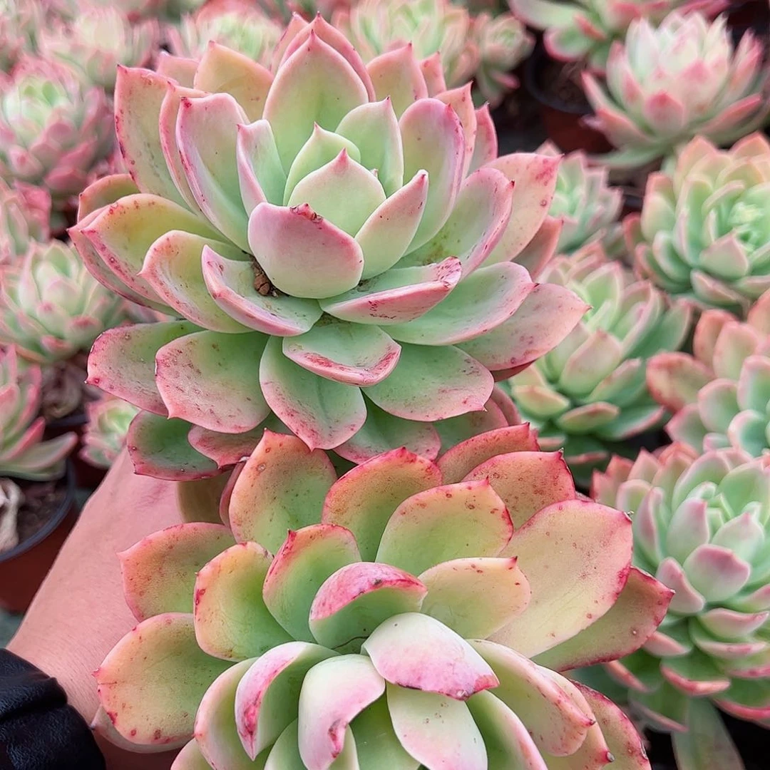 金辉单头老桩两盆