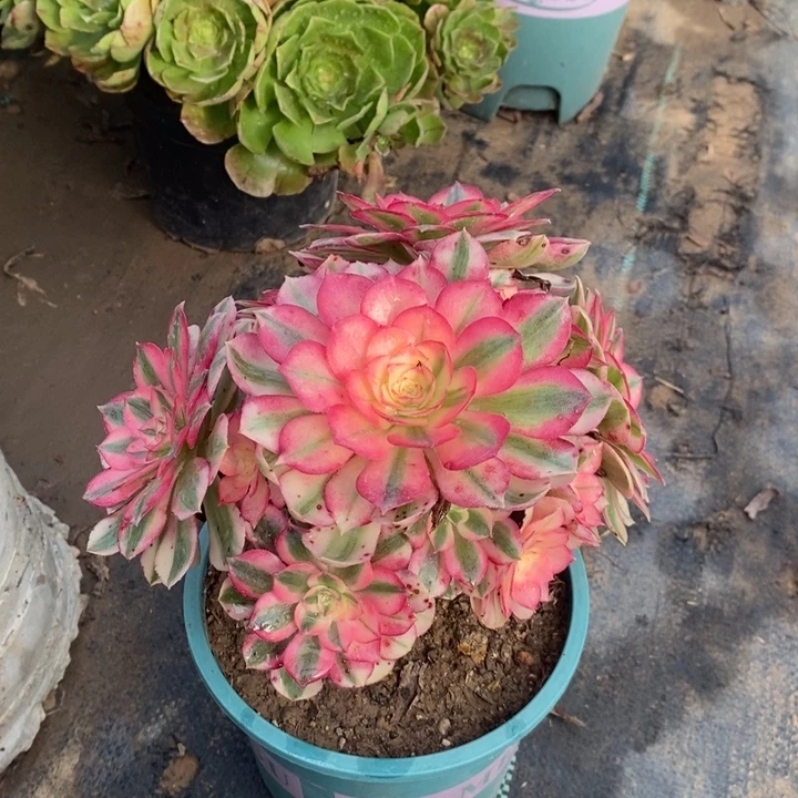 倾城多肉植物64。