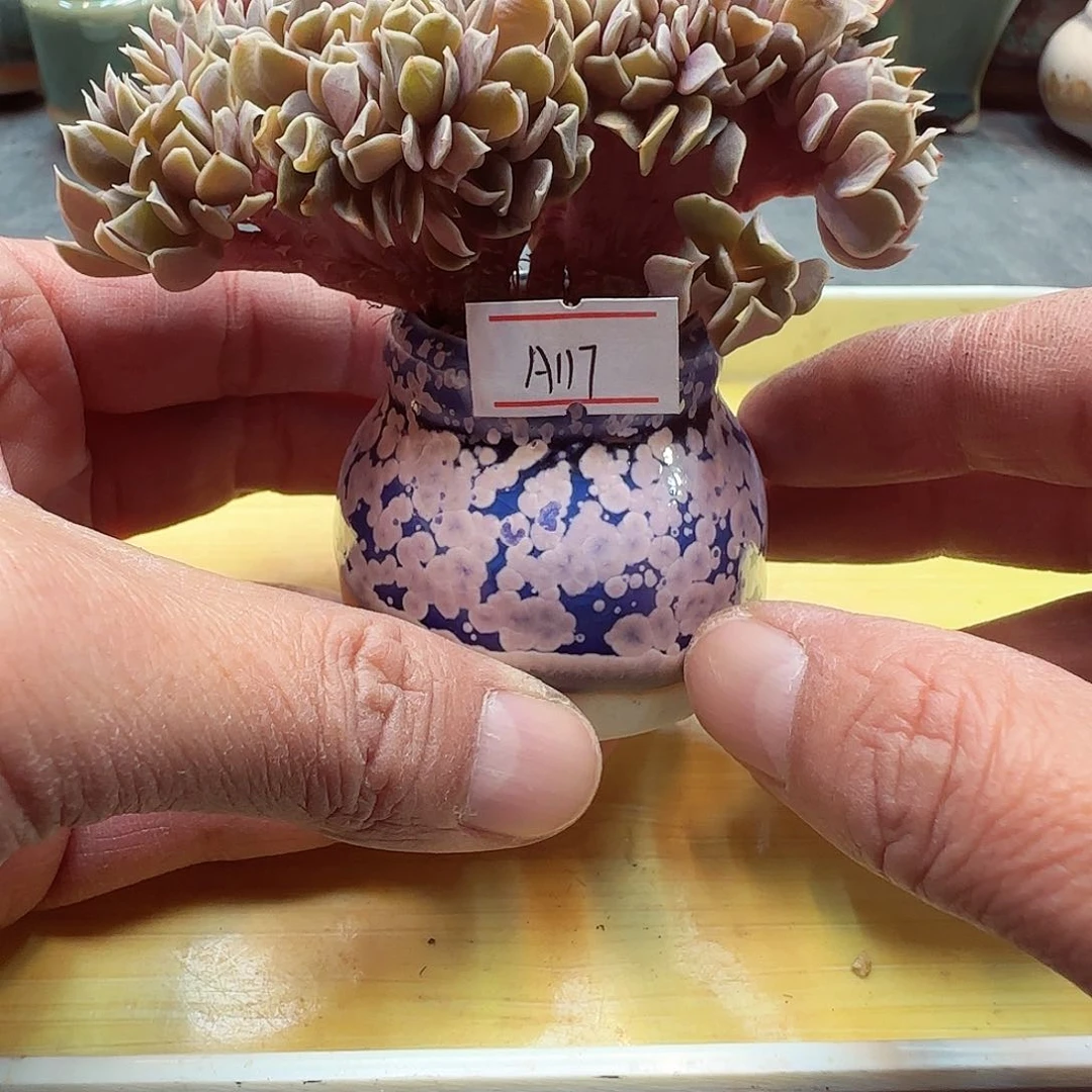 小暖萌友会福利A117