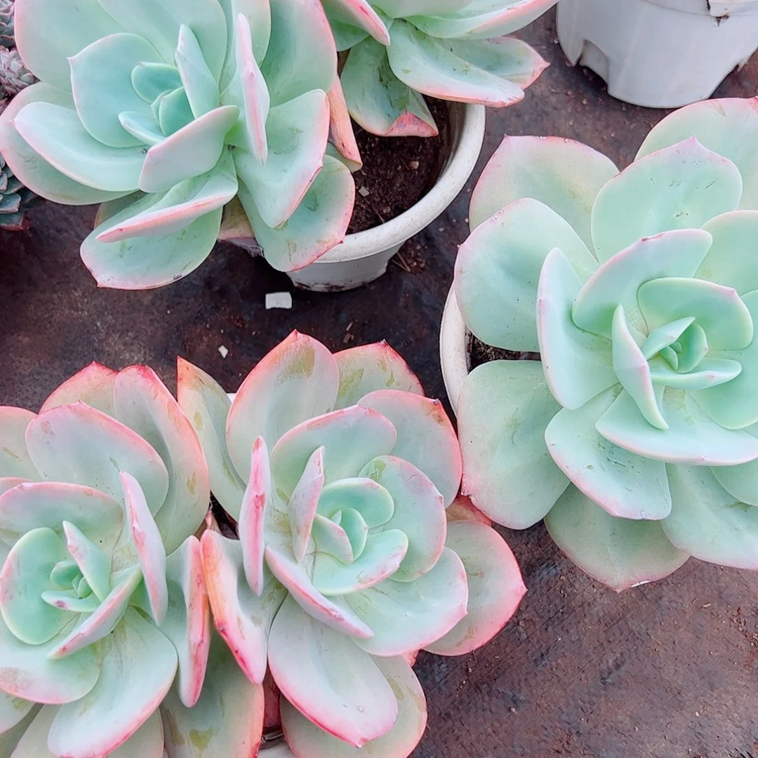 白凤双头起发精品特价