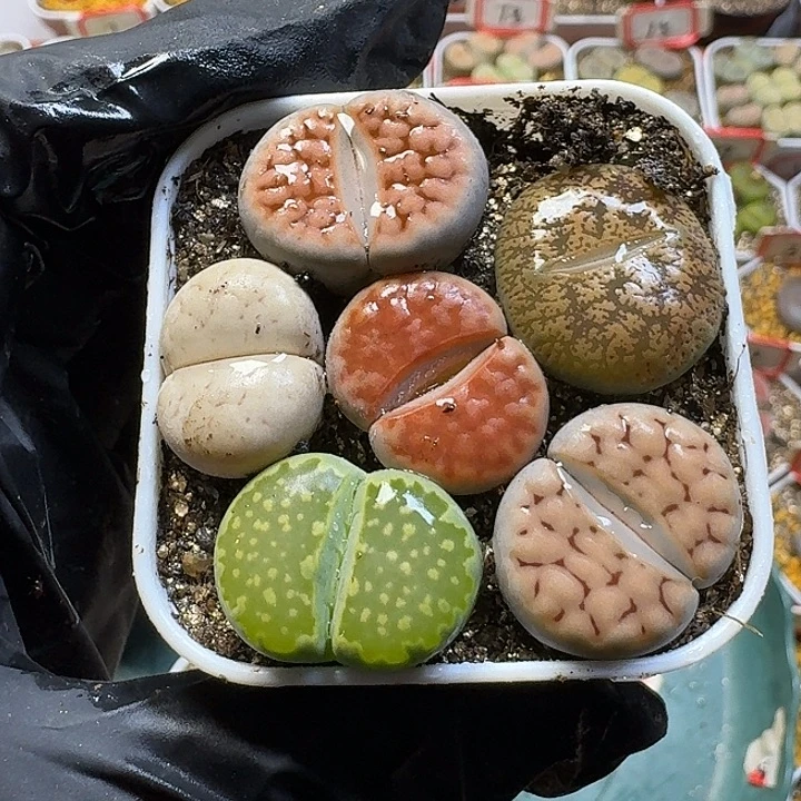 舟***周生石花3:：：。  21号