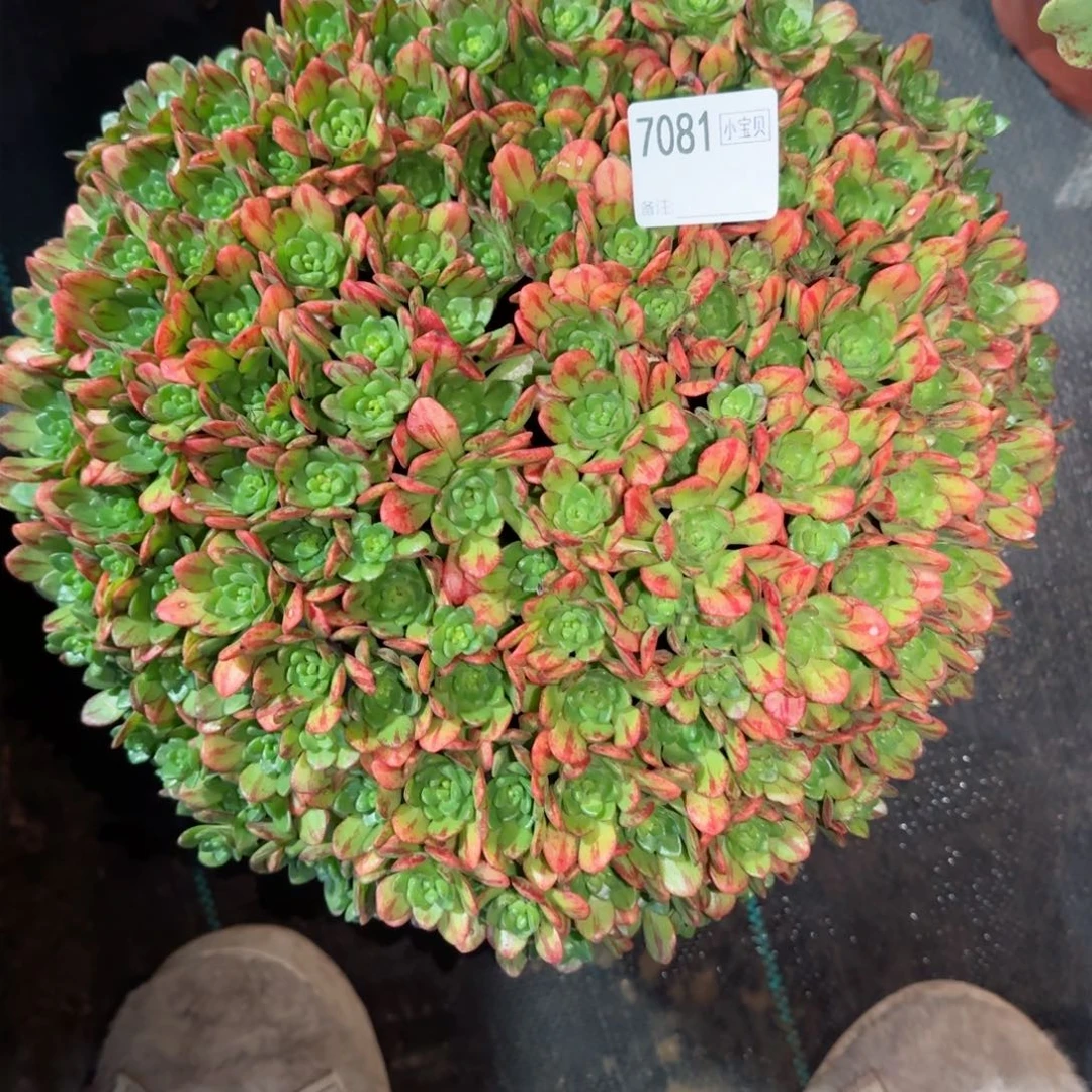 啊*小狐狸多肉多肉7081