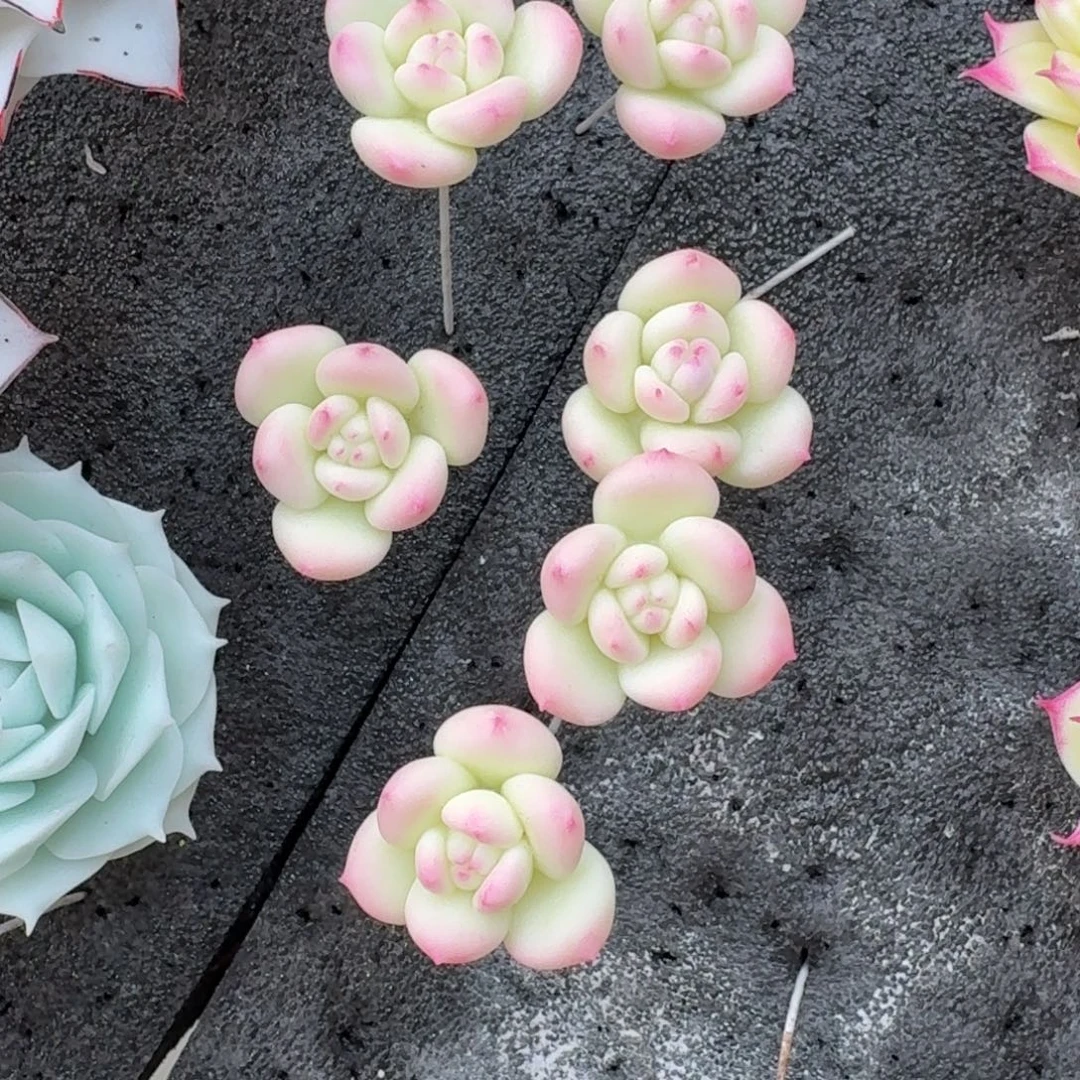 树脂制品254号噢噢噢噢