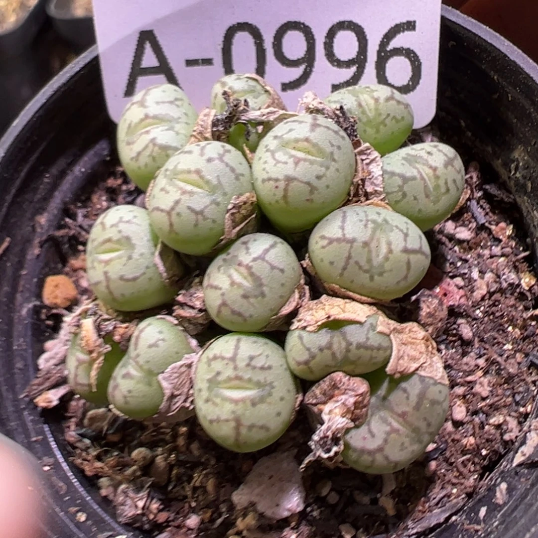 多肉植物111111111111