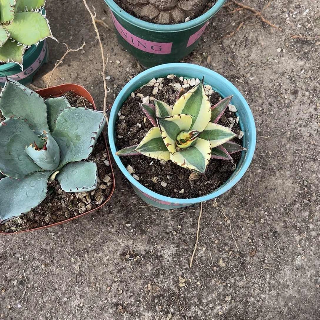 ?***爆牙生长发育