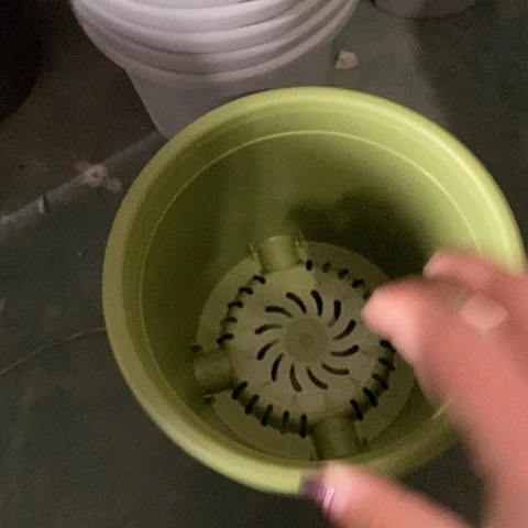 树脂四季2号果绿无托20个特价