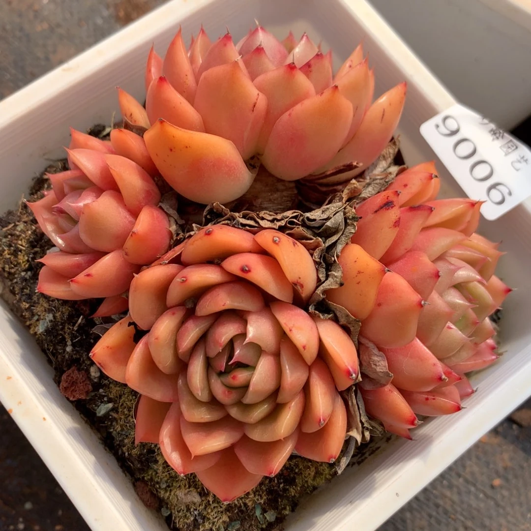 9006杂交多肉植物基地