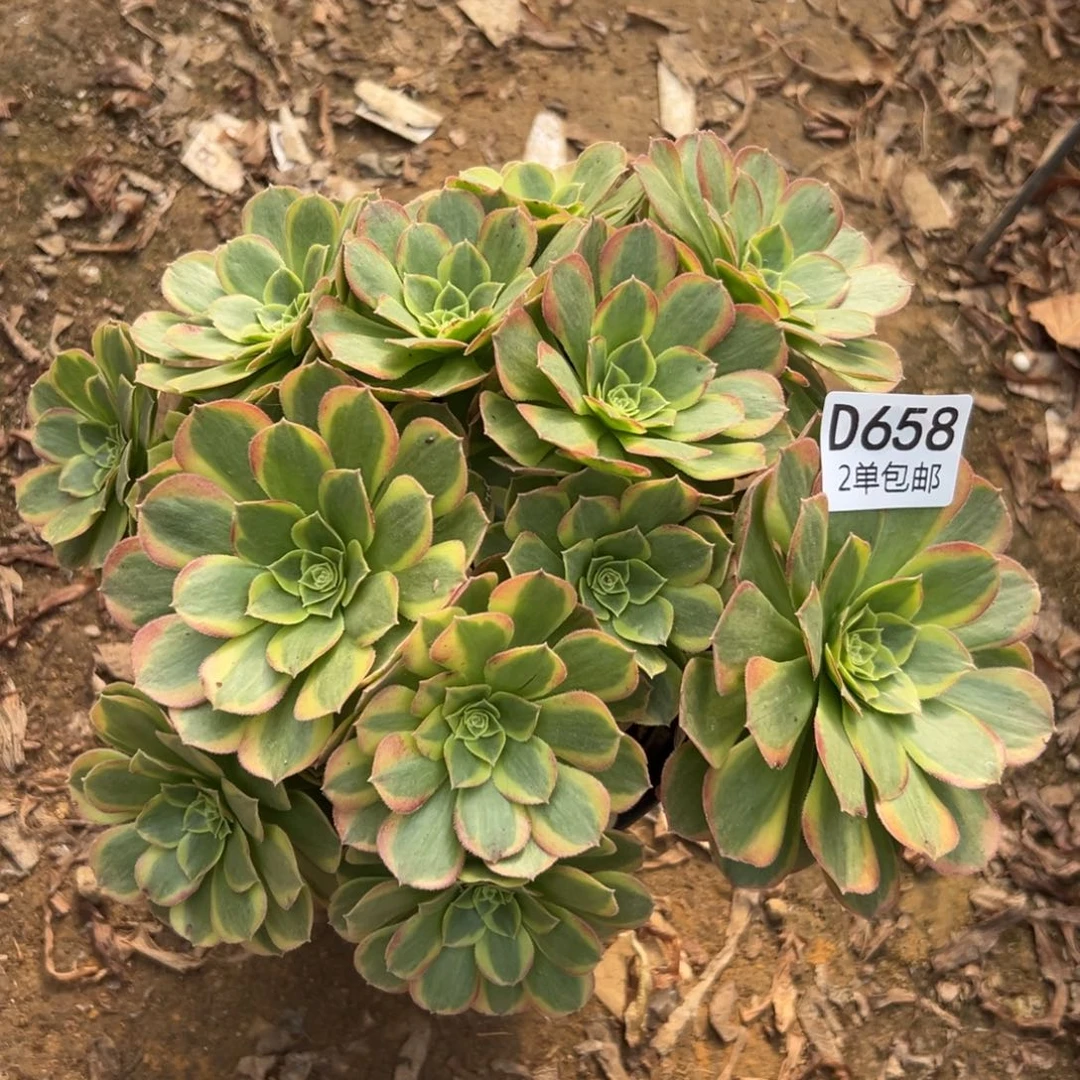 658多肉  奶白不包断头