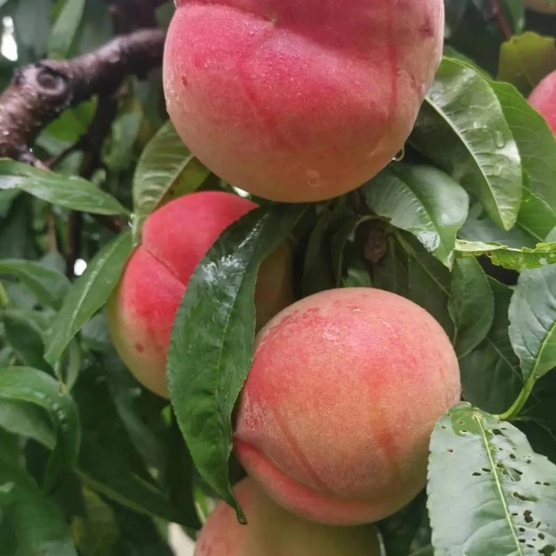 甜如蜜桃嫁接桃树苗南方北方种植盆栽地栽当年结果养死包赔