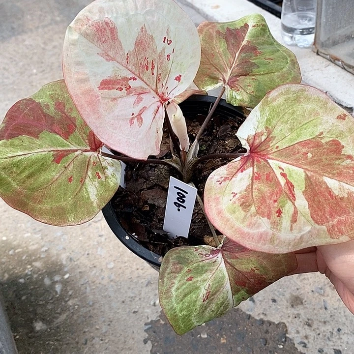 1006-0205 泰国彩叶