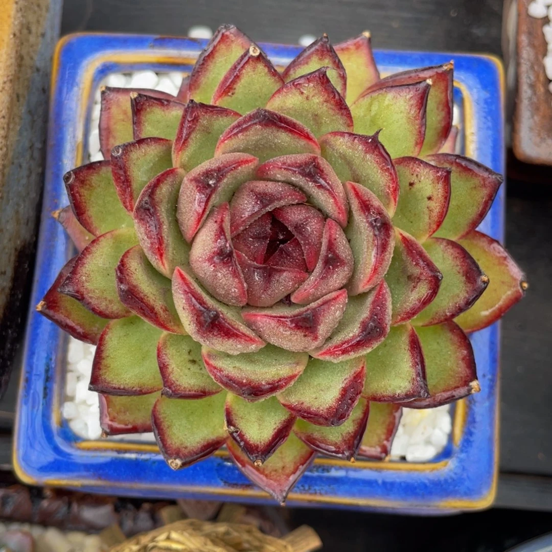 猫猫冬云多肉植物盆栽多肉