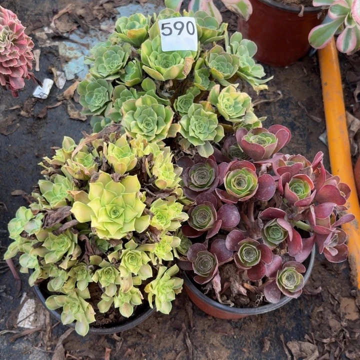 3棵多肉植物不包损