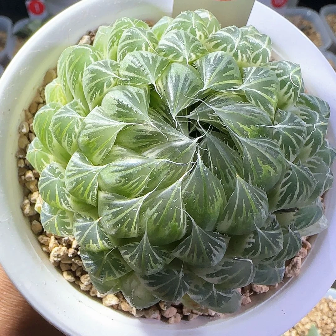 411号糊斑花蝴蝶一物一拍带盆土