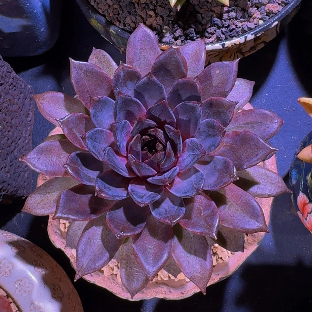 黑水晶 杂 一物一拍