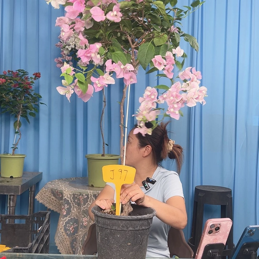 水***滴当前无花栽培后可以开花J97广红樱