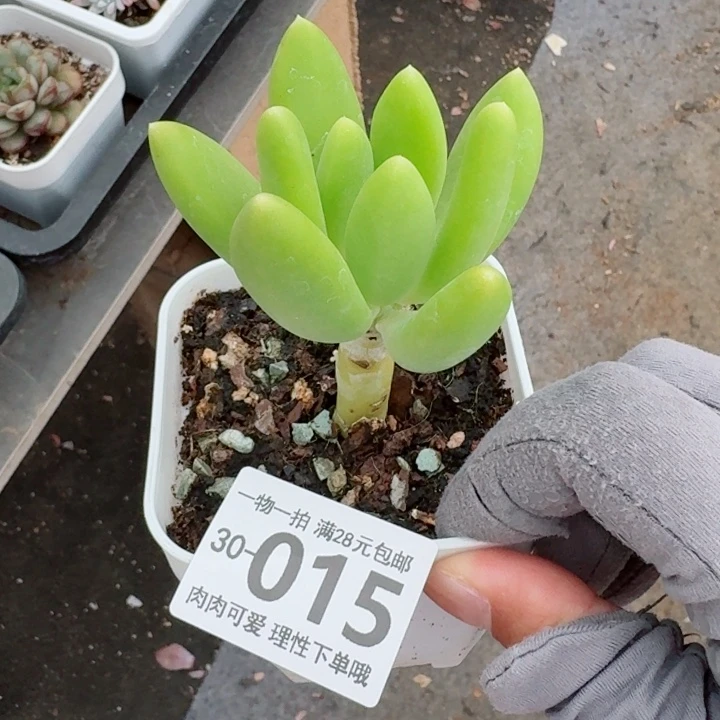 金蝉多肉多肉多肉植物多肉多肉多