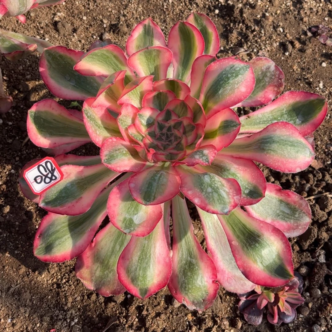 088多肉植物爱丽丝捧花老庄