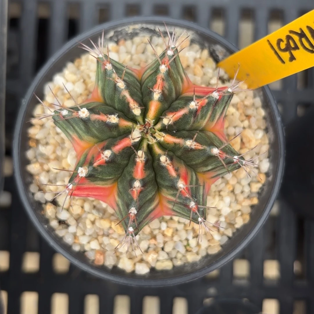 L593-0102泰国发货