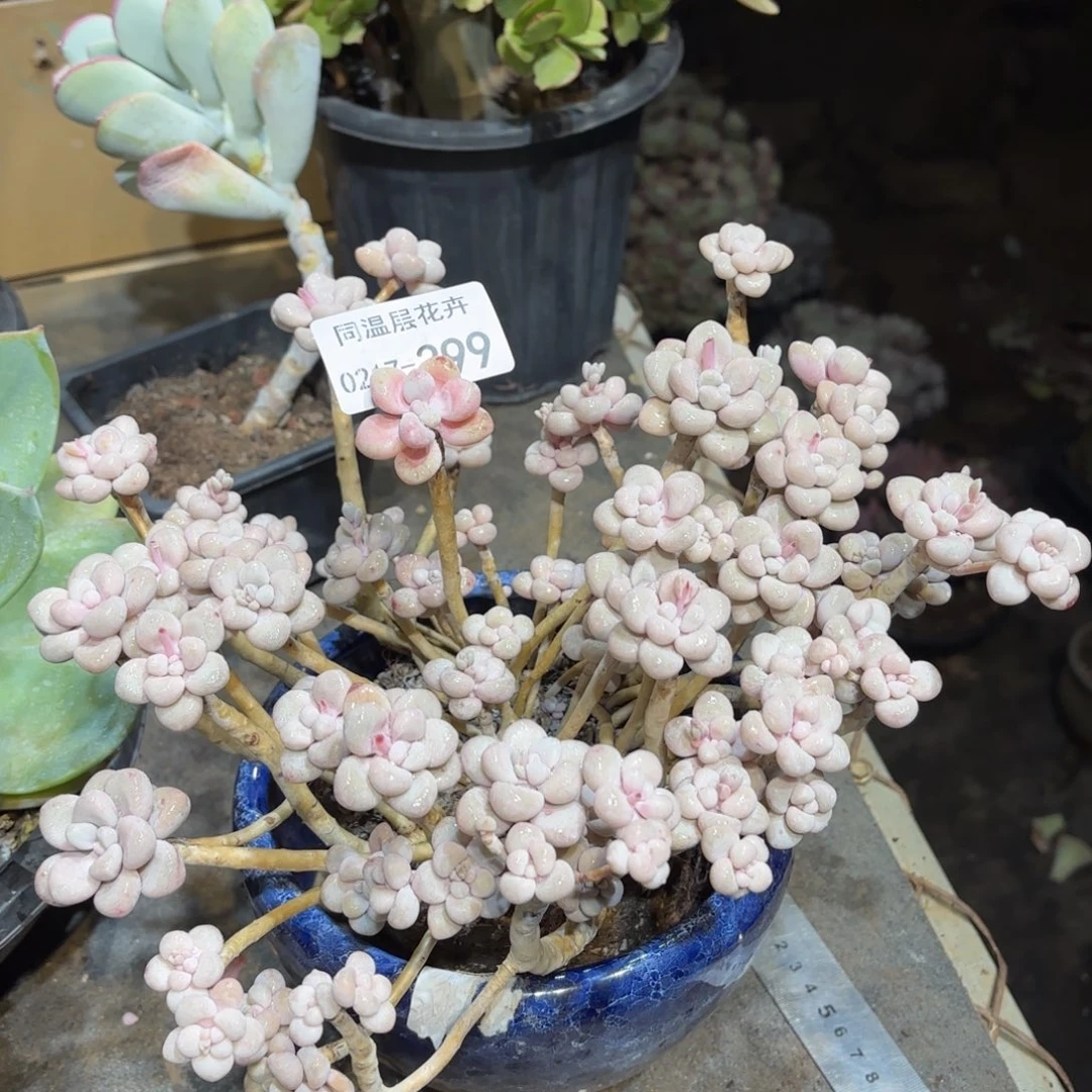 同温层多肉艾伦399小损不包