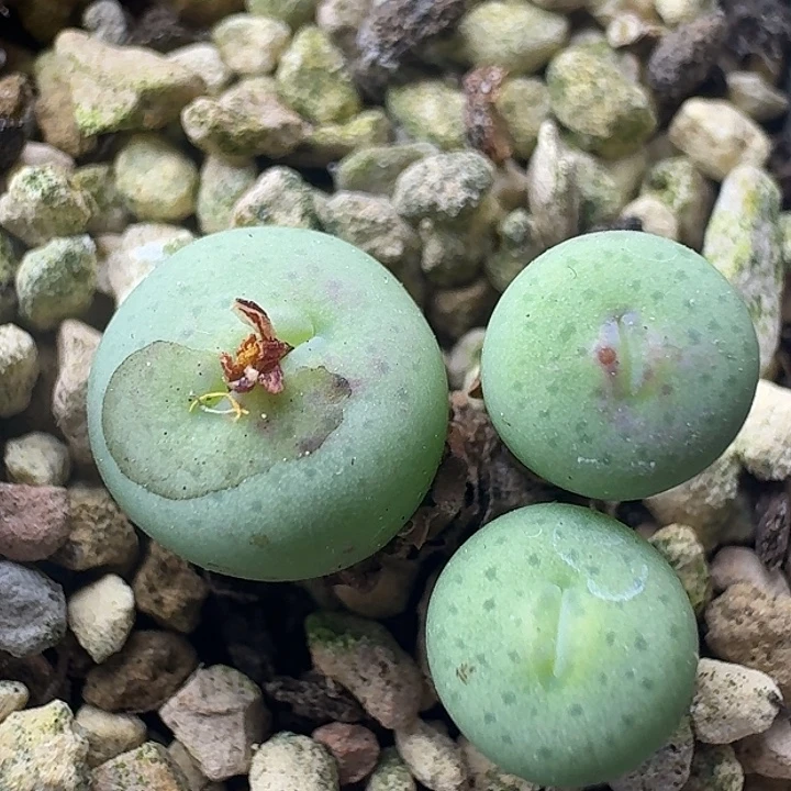 74号三头小型奶油嘴0.6-0.9