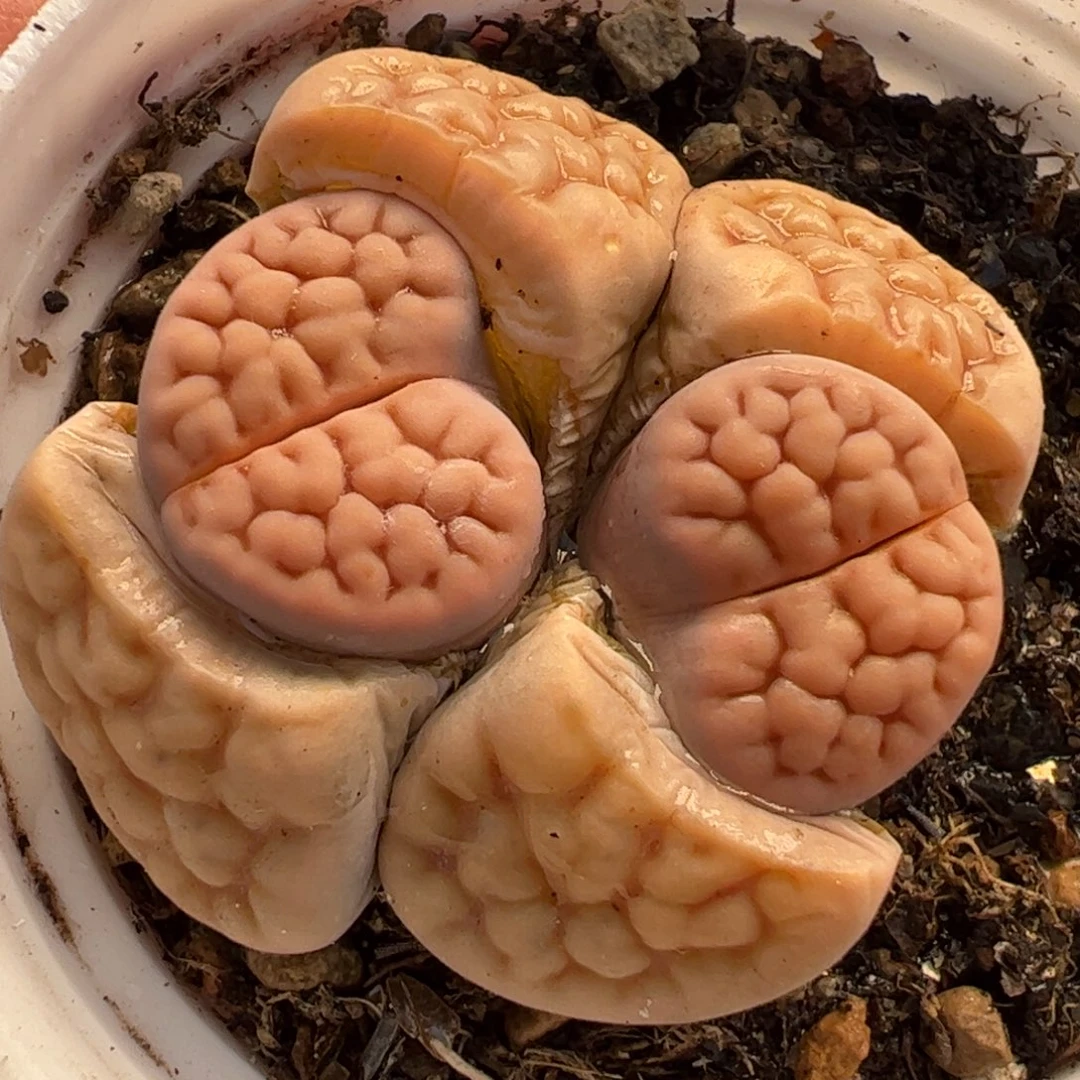 253多肉植物百科