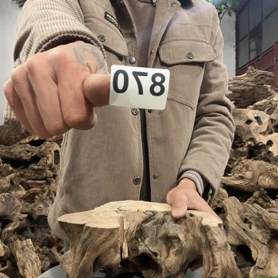 漠**篱紫砂噜啦啦啦啦啦啦