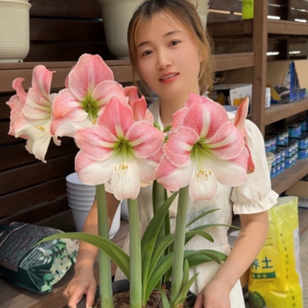 天天朱顶红/樱花秘鲁进口朱顶红种球球根花卉多年生阳台花园种