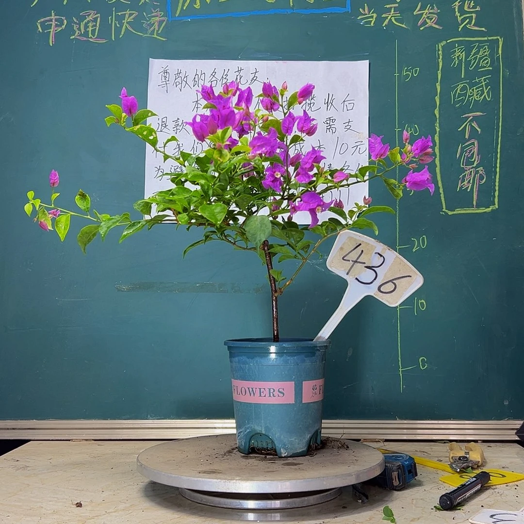 当前无花栽培后可以开花  雪紫 飘枝  436