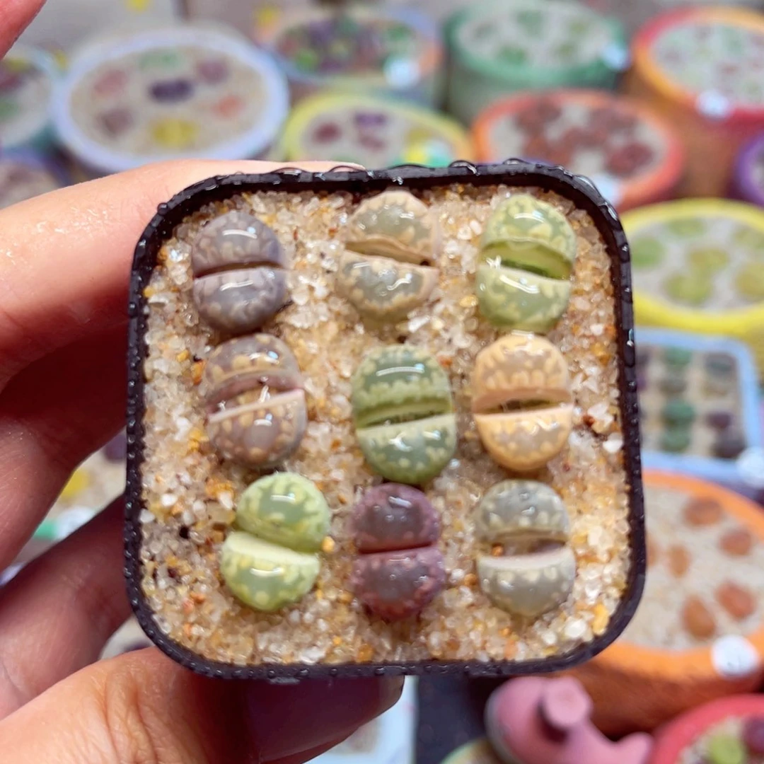 313. Tyyu889555788777