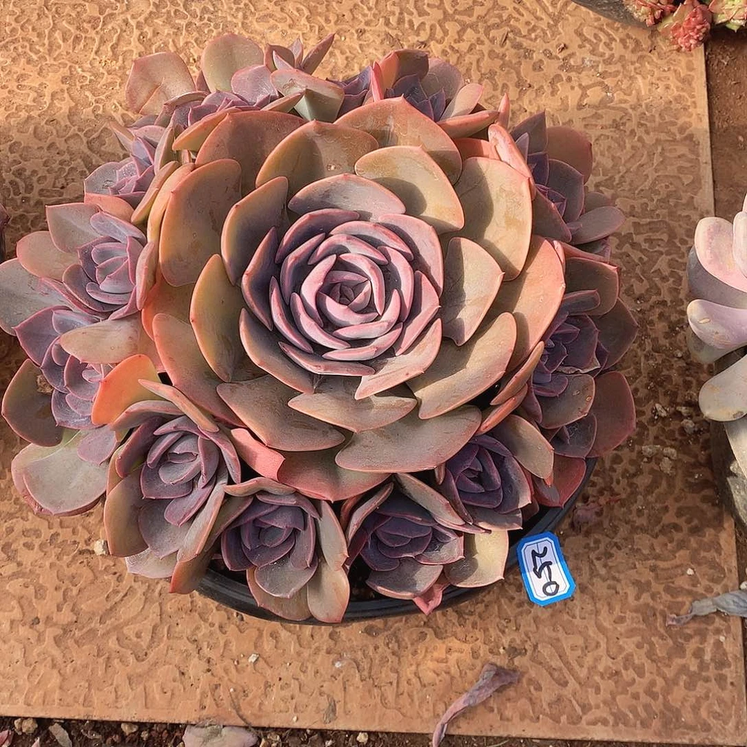 250尘埃玫瑰 一物一拍多肉