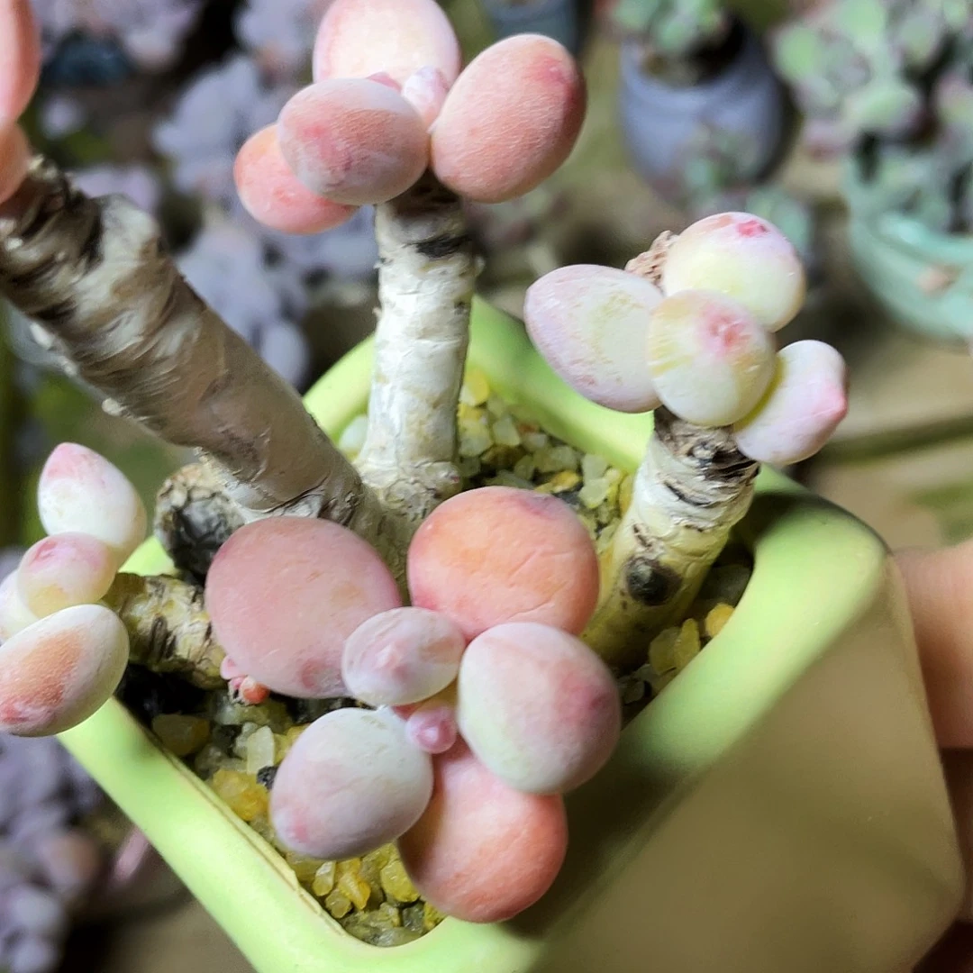 ****萌多肉植物的生长发育和生长发育等