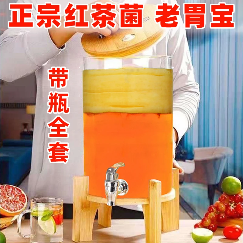 红茶菌老菌厚2厘米酵素妈妈全套老菌种醋蛾子海宝胃宝菌怎么养