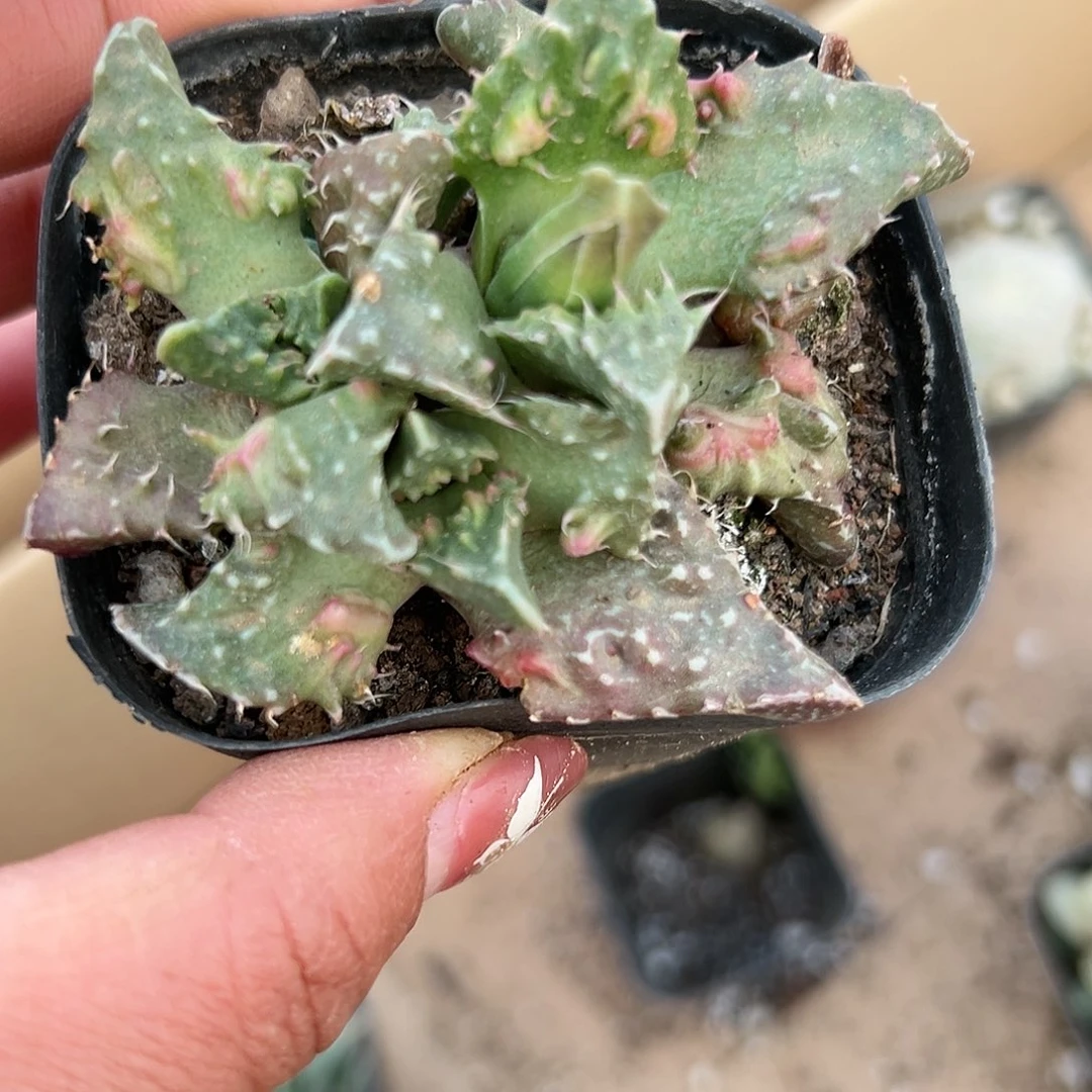 多肉植物狮头怒涛